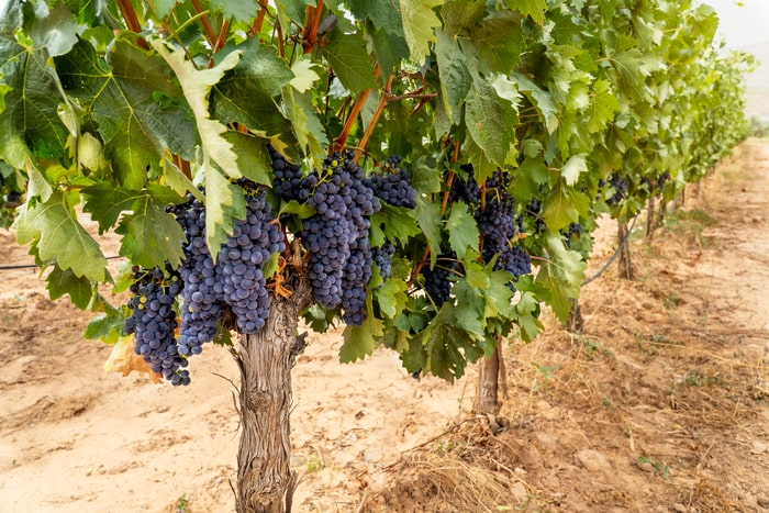 Close up of grapes on a vine at a vineyard
